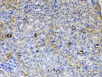 ALDH1A3 Antibody