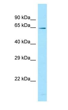 GNL1 Antibody (aa439-488)