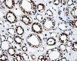 FAHD2A Antibody (clone OTI9D4, Carrier-free)