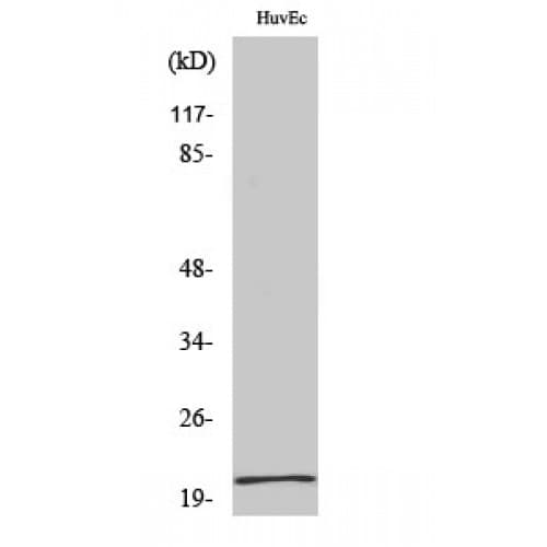 Polyclonal Rabbit anti-Human CBLN1 / Cerebellin 1 Antibody (100-180 aa, C-terminal, WB)