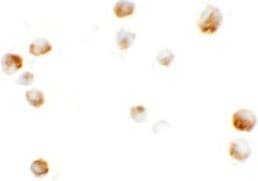 IHC-plus™ KPNA5 Antibody