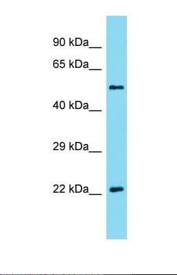 AKIRIN2 Antibody (C-Terminus)