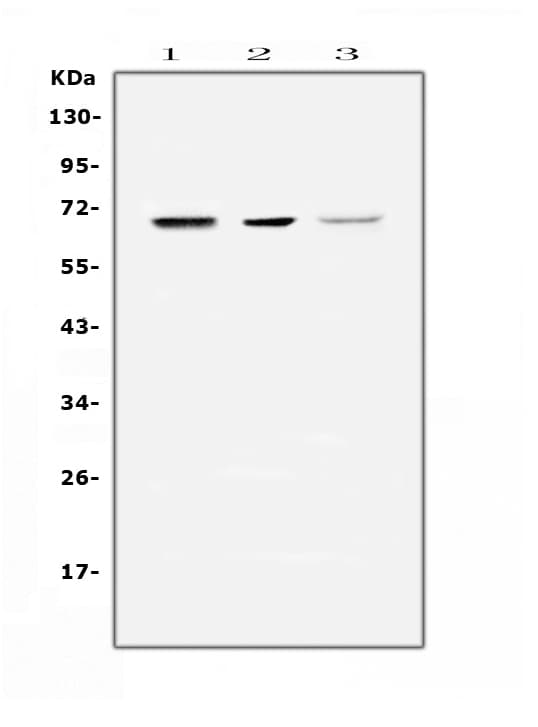 Polyclonal Rabbit anti-Human NELFB / COBRA1 Antibody (WB)