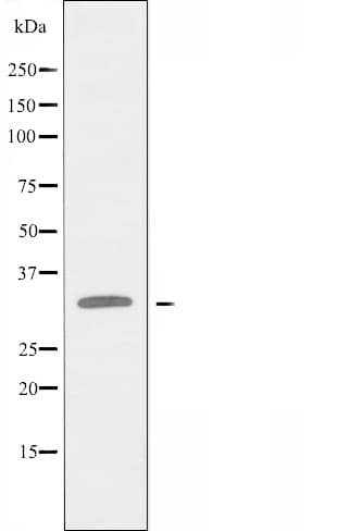 EPCAM Antibody