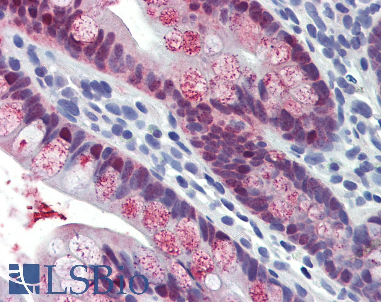 HOXC8 Antibody (aa35-84)
