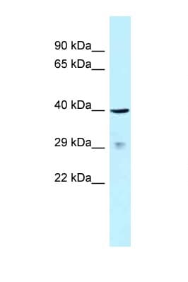 Polyclonal Rabbit anti-Human SLAMF1 / SLAM / CD150 Antibody (aa264-313, IHC, WB)