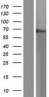 SBSN Protein (Over-Expression Lysate Myc-DDK (Flag))