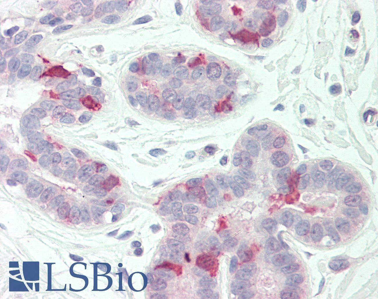 IHC-plus™ VCAM1 / CD106 Antibody (aa349-362)