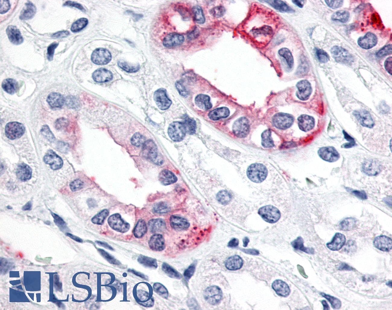 PathPlus™ Polyclonal Rabbit anti-Human ESRRG / ERR Gamma Antibody (C-Terminus, IHC, WB)