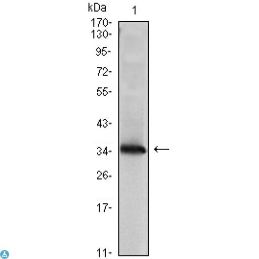 NME1 / NM23 Antibody
