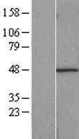 RBMS1 Protein (Over-Expression Lysate Myc-DDK (Flag))
