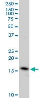 EDF1 / MBF1 Antibody (clone 3E6)