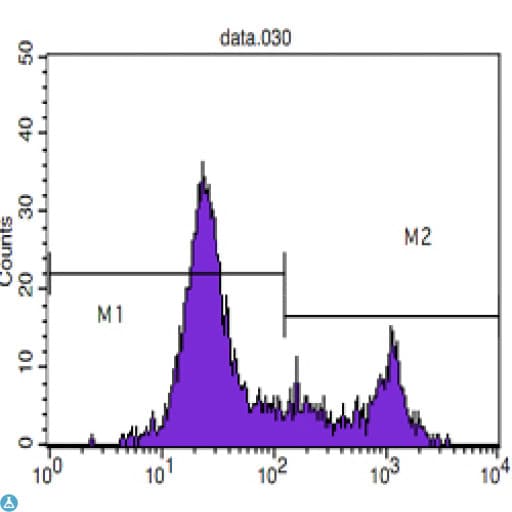 CD8 Antibody