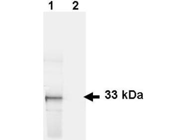 GFP Antibody (FITC)