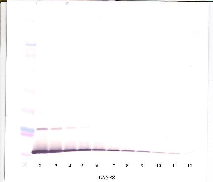 IHC-plus™ IL13 Antibody
