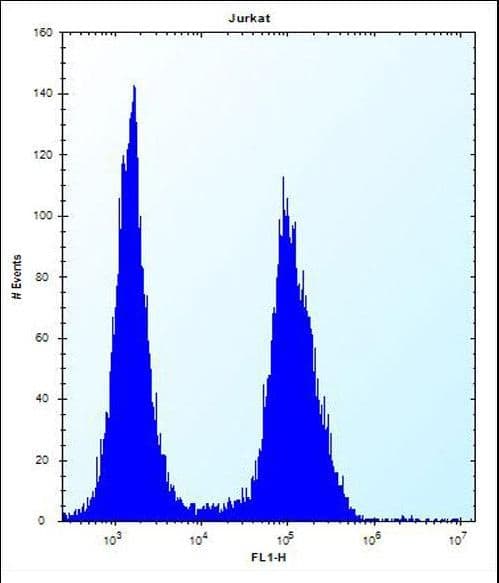ASS1 / ASS Antibody (aa281-310)