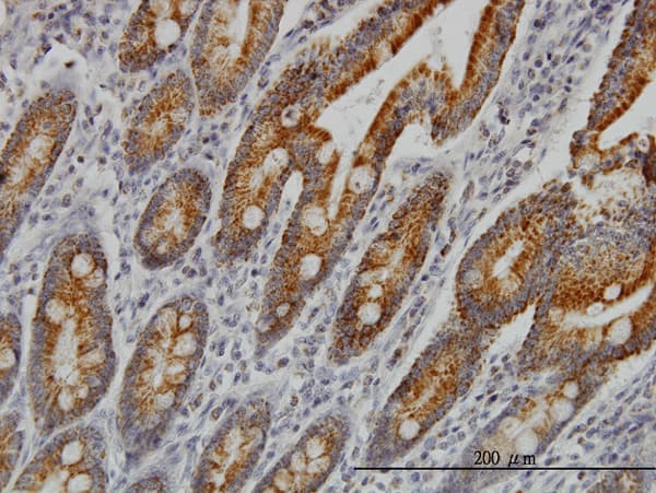 Monoclonal Mouse anti-Human COX6C Antibody (clone S51, IHC, WB)