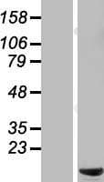 C6orf226 Protein (Over-Expression Lysate Myc-DDK (Flag))