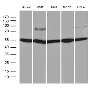 TCF12 / HEB Antibody (clone OTI4B5)
