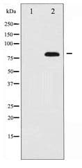 ETK / BMX Antibody