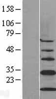 CISD1 Protein (Over-Expression Lysate Myc-DDK (Flag))