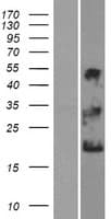 NKAIN1 Protein (Over-Expression Lysate Myc-DDK (Flag))