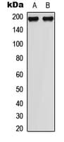 MAP3K1 / MEKK1 Antibody (phospho-T1402)