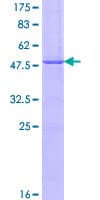 Human IGSF6 Protein (Recombinant GST)