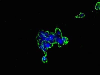 GJC1 / CX45 / Connexin 45 Antibody (aa247-396)