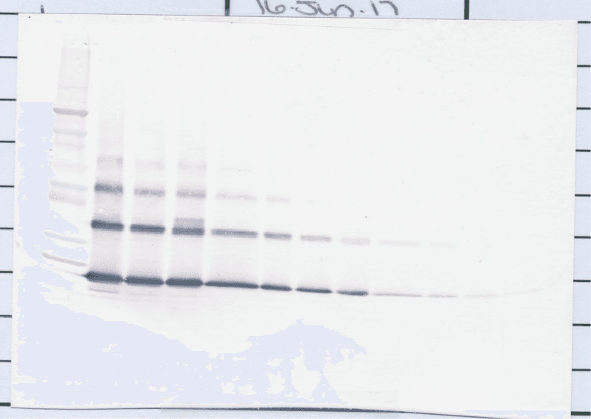 TNFSF11 / RANKL / TRANCE Antibody (Biotin)