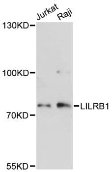 ILT2 / CD85 Antibody