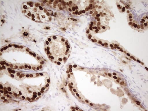 NKX3-1 Antibody (clone UMAB196)