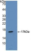 ANXA2 / Annexin A2 Antibody (aa41-182)