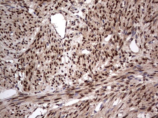 H2AFY2 Antibody (aa2-261, clone OTI1C2)