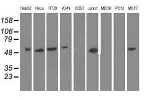 NT5DC1 Antibody (clone OTI3H2)