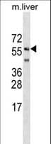 SHOC2 Antibody (aa56-83)