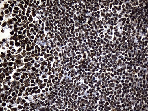 HNRNPH1 / hnRNP H Antibody (clone OTI2D11, Carrier-free)