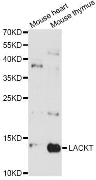 LACRT Antibody