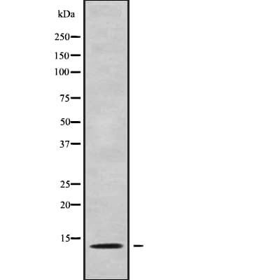 CXCL5 Antibody