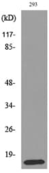 PSPN / Persephin Antibody