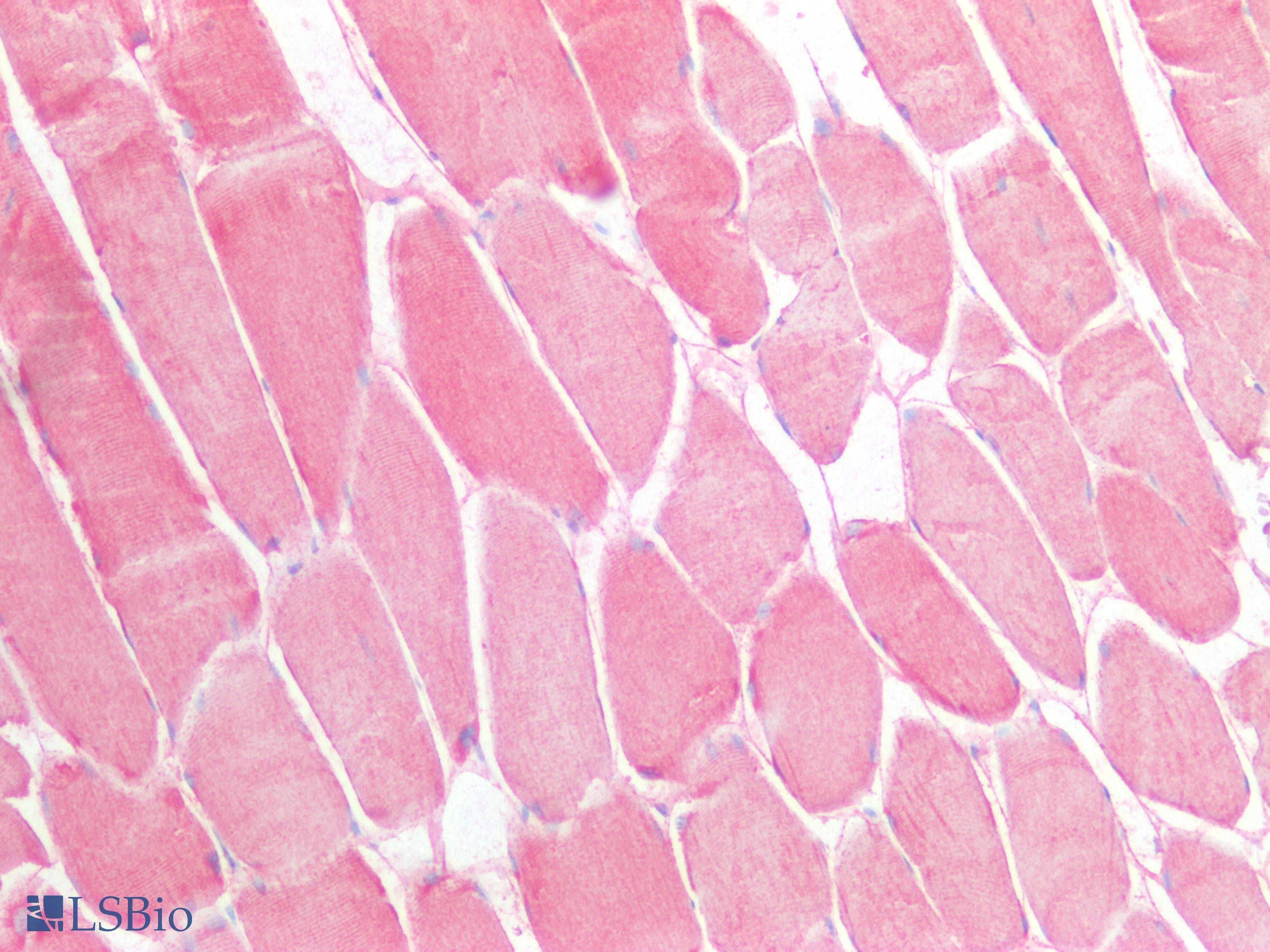 FSTL1 Antibody (aa20-306)