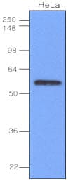 IRF3 Antibody (aa108-166, clone 3F10)