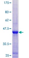 Human NCBP2 / CBP20 Protein (Recombinant GST)