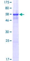 Human CD300A Protein (Recombinant GST)