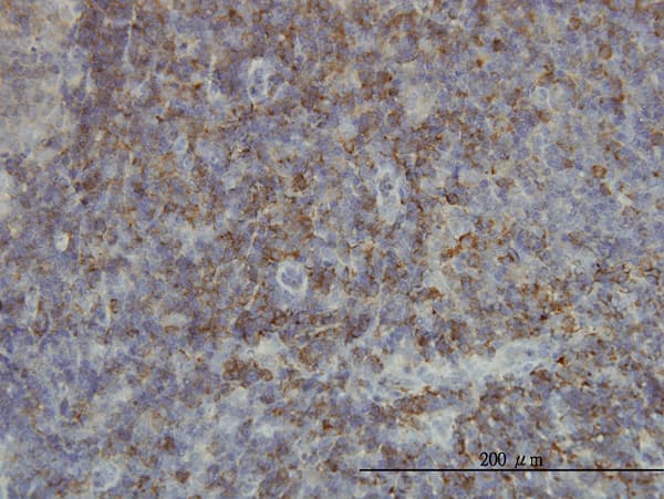 SH2D3C / NSP3 Antibody (clone 3B2)