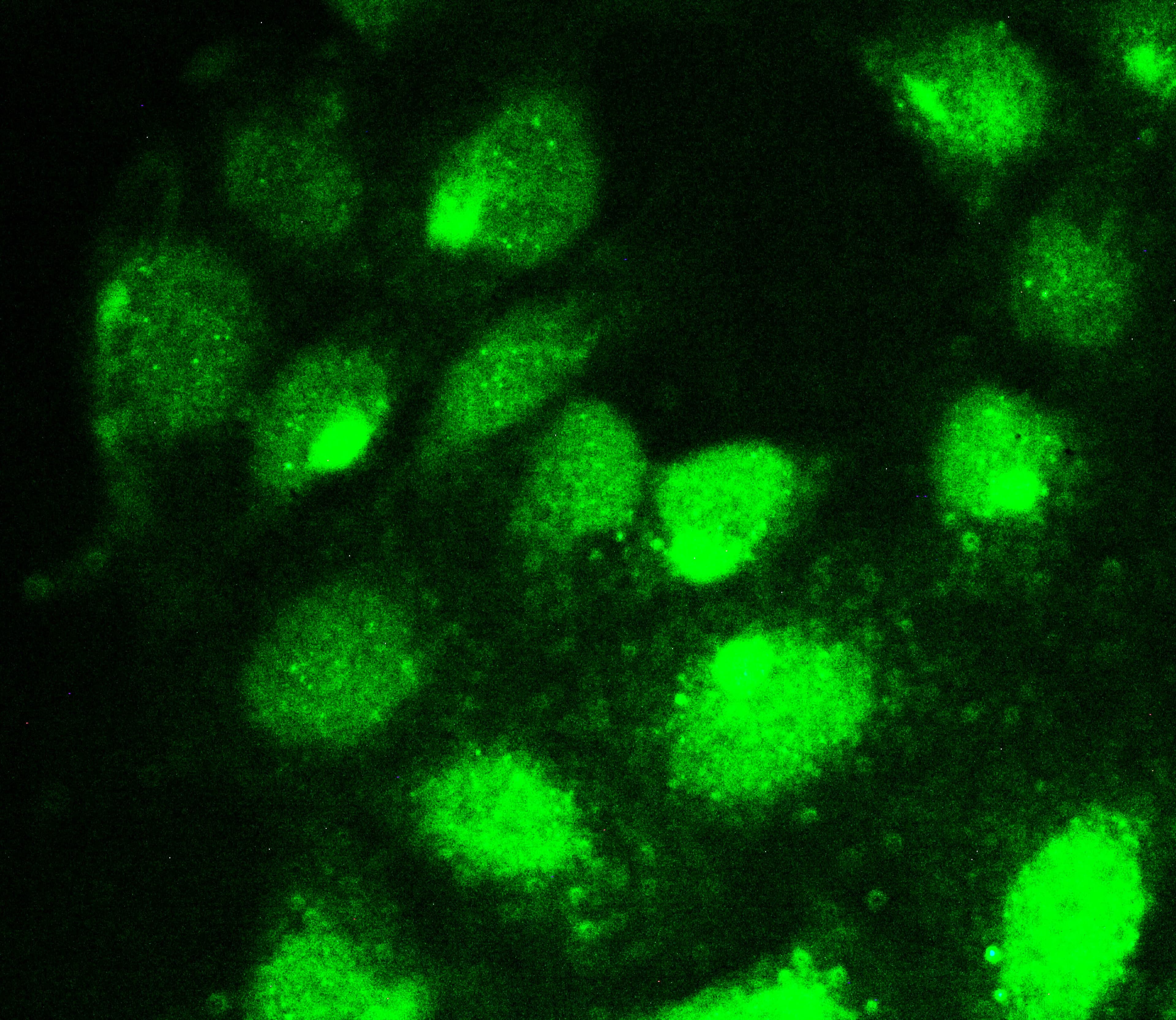 RUNX1T1 / ETO Antibody