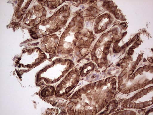 LGALS9 / Galectin 9 Antibody (clone OTI1D12)