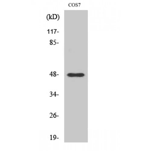 MMP27 Antibody (50-130 aa, Internal)