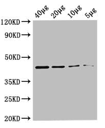 metC Antibody (Biotin)