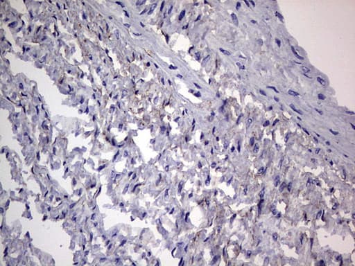 Adiponectin Antibody (aa19-244, clone OTI7H8)
